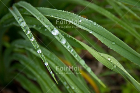 Fair Trade Photo Colour image, Condolence-Sympathy, Drop, Grass, Green, Nature, Outdoor, Peru, Rain, South America