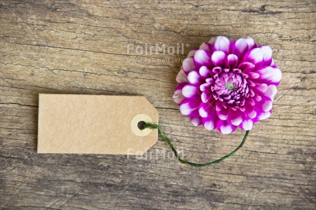 Fair Trade Photo Colour image, Fathers day, Flower, Love, Message, Mothers day, Peru, Purple, Sorry, South America, Thank you, Valentines day, Wood