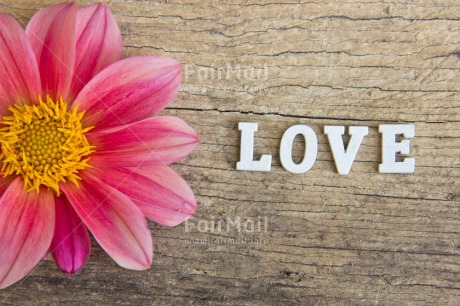 Fair Trade Photo Colour image, Flower, Letters, Love, Peru, Pink, South America, Text, Valentines day, Wood