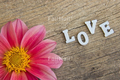 Fair Trade Photo Colour image, Flower, Letters, Love, Peru, Pink, South America, Text, Valentines day, Wood