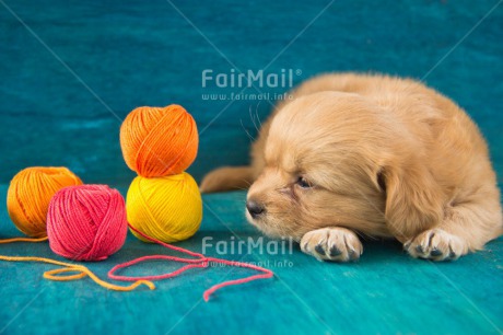 Fair Trade Photo Activity, Animals, Blue, Colour image, Colourful, Cute, Dog, Friendship, Horizontal, Lying, Multi-coloured, Peru, Puppy, Sleeping, Sorry, South America, Wool