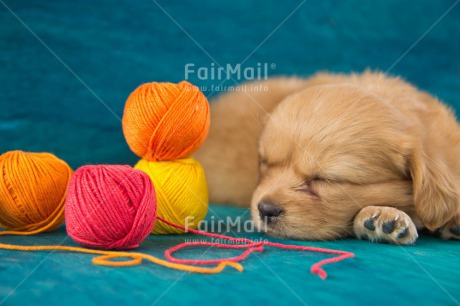 Fair Trade Photo Activity, Animals, Blue, Colour image, Colourful, Cute, Dog, Friendship, Horizontal, Lying, Multi-coloured, Peru, Puppy, Sleeping, Sorry, South America, Wool