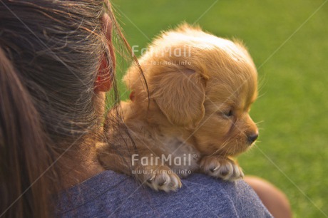 Fair Trade Photo Activity, Animals, Carrying, Colour image, Dog, Friendship, Funny, Girl, Horizontal, Laughing, Love, People, Peru, Puppy, South America, Team, Together