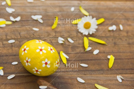 Fair Trade Photo Colour image, Colourful, Daisy, Easter, Egg, Flower, Food and alimentation, Horizontal, Love, Marriage, Mothers day, New baby, Peru, Petals, South America, Thinking of you, Wedding, Yellow