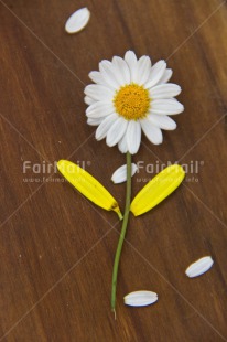 Fair Trade Photo Birthday, Colour image, Colourful, Daisy, Flower, Love, Mothers day, Peru, Petals, Sorry, South America, Thank you, Thinking of you, Yellow