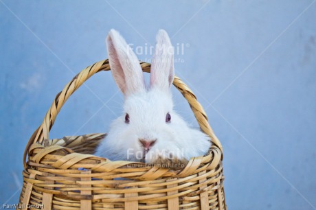 Fair Trade Photo Animals, Birthday, Blue, Bucket, Colour image, Congratulations, Easter, Friendship, Horizontal, Peru, Rabbit, Sorry, South America, Thank you, White