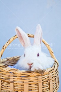 Fair Trade Photo Animals, Birthday, Blue, Bucket, Colour image, Congratulations, Easter, Friendship, Peru, Rabbit, Sorry, South America, Thank you, Vertical, White