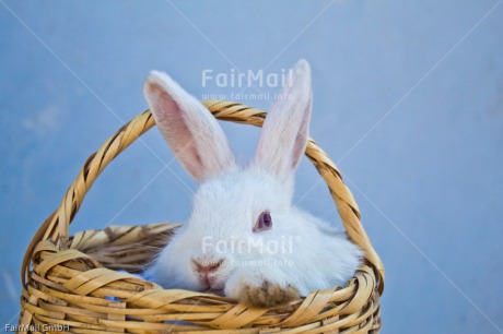 Fair Trade Photo Animals, Birthday, Blue, Bucket, Colour image, Congratulations, Easter, Friendship, Horizontal, Peru, Rabbit, Sorry, South America, Thank you, White