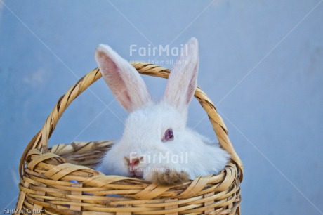 Fair Trade Photo Animals, Birthday, Blue, Bucket, Colour image, Congratulations, Easter, Friendship, Horizontal, Peru, Rabbit, Sorry, South America, Thank you, White