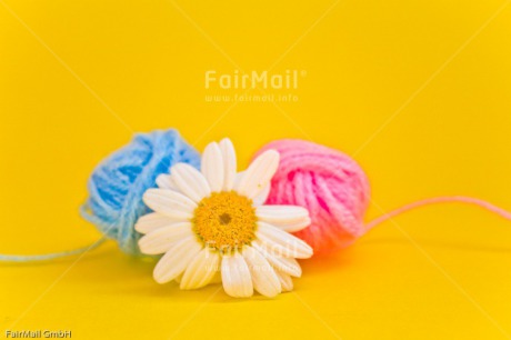 Fair Trade Photo Ball of yarn, Birth, Blue, Boy, Colour image, Daisy, Flower, Girl, Horizontal, New baby, People, Peru, Pink, South America, Yellow