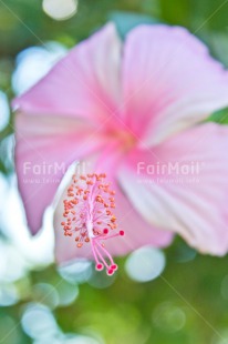 Fair Trade Photo Birthday, Colour image, Flower, Green, Mothers day, Nature, Peru, Pink, South America, Tarapoto travel, Thank you, Thinking of you, Vertical