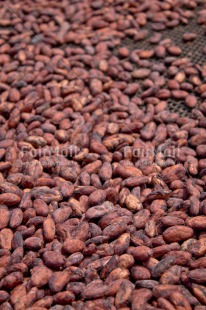 Fair Trade Photo Brown, Cocoa, Colour image, Nature, Peru, Seed, South America, Tarapoto travel, Vertical