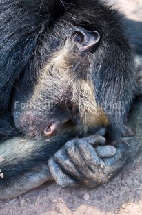 Fair Trade Photo Activity, Animals, Birthday, Colour image, Fathers day, Friendship, Love, Monkey, Mothers day, Peru, Sleeping, South America, Tarapoto travel, Valentines day, Vertical, Wildlife