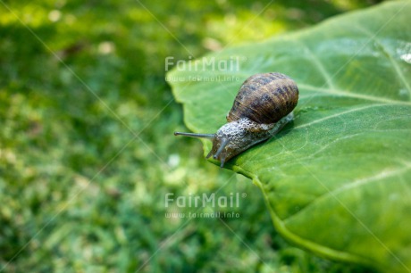 Fair Trade Photo Animals, Closeup, Colour image, Green, Horizontal, Leaf, Nature, Peru, Snail, South America, Wildlife