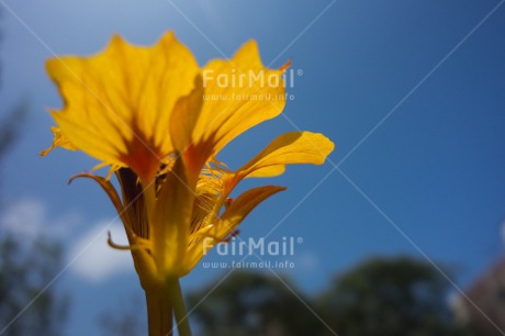 Fair Trade Photo Blue, Closeup, Colour image, Day, Flower, Horizontal, Low angle view, Nature, Outdoor, Peru, Sky, South America, Summer, Yellow