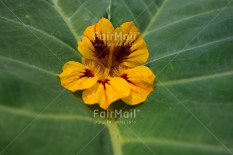 Fair Trade Photo Closeup, Colour image, Day, Flower, Green, Horizontal, Leaf, Low angle view, Nature, Outdoor, Peru, South America, Summer, Yellow