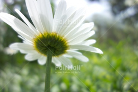 Fair Trade Photo Condolence-Sympathy, Day, Flower, Green, Horizontal, Low angle view, Nature, Outdoor, Seasons, Spring, Summer, White