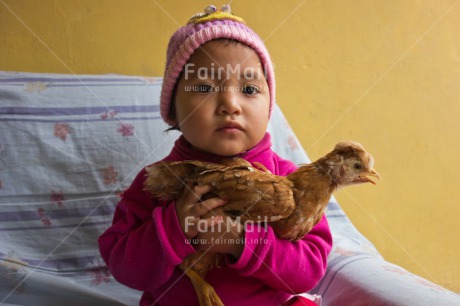 Fair Trade Photo 0-5 years, Activity, Care, Casual clothing, Chicken, Clothing, Colour image, Cute, Friendship, Horizontal, Indoor, Latin, Looking at camera, One girl, People, Peru, Portrait halfbody, South America