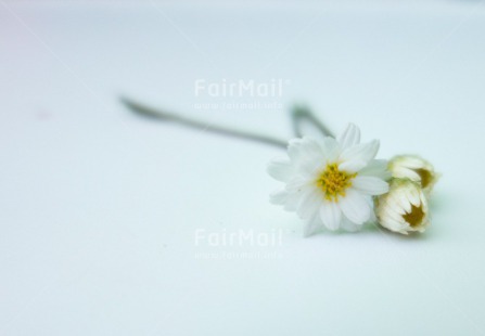 Fair Trade Photo Closeup, Colour image, Condolence-Sympathy, Flower, Horizontal, Peru, South America, Studio, Thinking of you, White