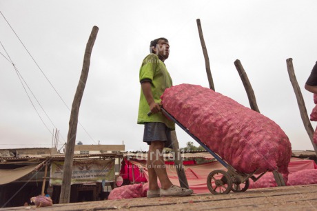 Fair Trade Photo Activity, Carrying, Casual clothing, Clothing, Colour image, Food and alimentation, Horizontal, Low angle view, Market, One man, People, Peru, Potatoe, South America, Strength, Working