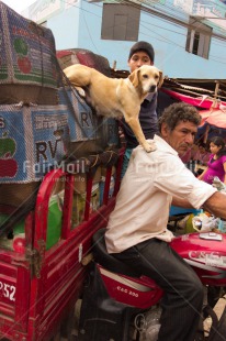Fair Trade Photo Animals, Colour image, Dog, Funny, Latin, Market, One boy, One man, People, Peru, South America, Vertical