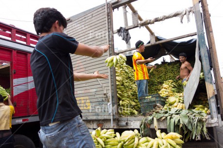 Fair Trade Photo Activity, Banana, Colour image, Cooperation, Day, Food and alimentation, Fruits, Group of men, Horizontal, Market, Outdoor, People, Peru, South America, Throwing, Transport