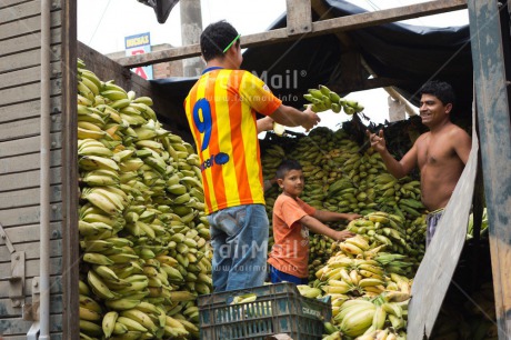 Fair Trade Photo Activity, Banana, Colour image, Cooperation, Day, Food and alimentation, Fruits, Group of men, Horizontal, Market, Outdoor, People, Peru, South America, Throwing, Transport