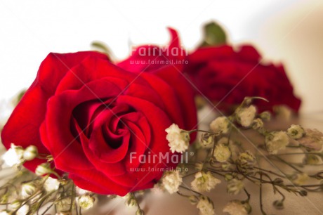 Fair Trade Photo Closeup, Colour image, Horizontal, Indoor, Love, Marriage, Peru, Red, Rose, South America, Studio, Valentines day, Wedding, White