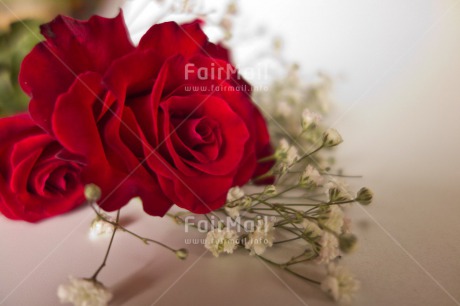 Fair Trade Photo Closeup, Colour image, Horizontal, Indoor, Love, Marriage, Peru, Red, Rose, South America, Studio, Valentines day, Wedding, White
