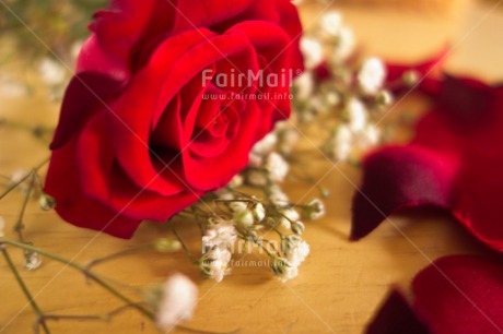 Fair Trade Photo Closeup, Colour image, Horizontal, Indoor, Love, Marriage, Peru, Red, Rose, South America, Studio, Valentines day, Wedding, White