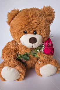 Fair Trade Photo Closeup, Colour image, Peru, Rose, South America, Teddybear, Valentines day, Vertical