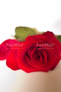 Fair Trade Photo Closeup, Colour image, Indoor, Love, Marriage, Peru, Red, Rose, South America, Studio, Valentines day, Vertical, Wedding, White