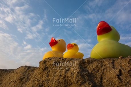 Fair Trade Photo Animals, Blue, Closeup, Clouds, Colour image, Duck, Family, Friendship, Horizontal, Peru, Sky, South America, Together, Yellow