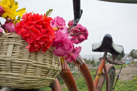 Fair Trade Photo Basket, Bicycle, Closeup, Colour image, Day, Flower, Horizontal, Mothers day, Outdoor, Peru, South America, Summer, Transport, Valentines day