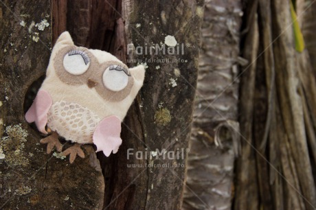 Fair Trade Photo Animals, Bird, Colour image, Funny, Owl, Peru, South America, Tree