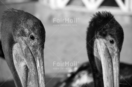 Fair Trade Photo Animals, Bird, Black and white, Closeup, Pelican, Peru, South America