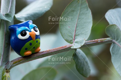 Fair Trade Photo Activity, Animals, Closeup, Colour image, Day, Friendship, Horizontal, Outdoor, Owl, Peru, Relax, Relaxing, South America