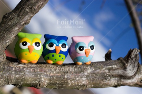 Fair Trade Photo Activity, Animals, Closeup, Colour image, Day, Friendship, Horizontal, Outdoor, Owl, Peru, Relax, Relaxing, South America