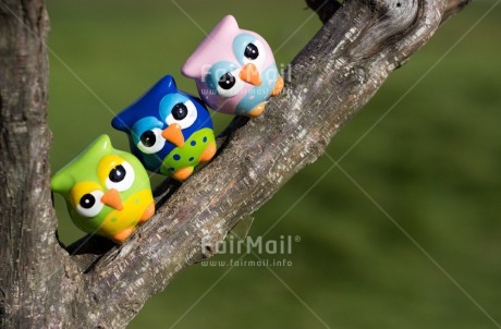 Fair Trade Photo Activity, Animals, Closeup, Colour image, Day, Friendship, Horizontal, Outdoor, Owl, Peru, Relax, Relaxing, South America