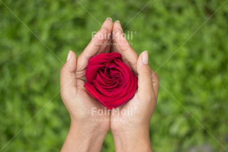 Fair Trade Photo Activity, Closeup, Colour image, Flower, Friendship, Giving, Green, Hand, Horizontal, Love, Marriage, Mothers day, Peru, Red, Rose, Sorry, South America, Valentines day, Wedding