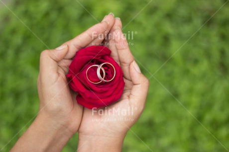 Fair Trade Photo Activity, Closeup, Colour image, Flower, Giving, Hand, Horizontal, Love, Marriage, Peru, Ring, Rose, South America, Wedding