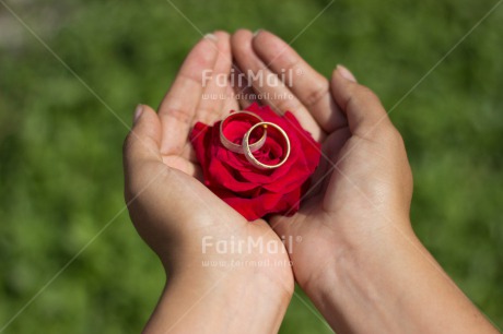 Fair Trade Photo Activity, Closeup, Colour image, Flower, Giving, Hand, Horizontal, Love, Marriage, Peru, Ring, Rose, South America, Wedding