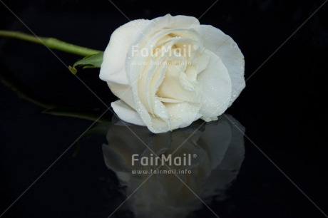 Fair Trade Photo Black, Closeup, Colour image, Condolence-Sympathy, Flower, Horizontal, Peru, Rose, Shooting style, South America, White