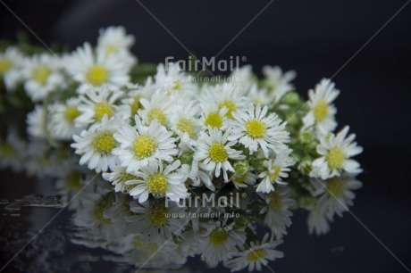 Fair Trade Photo Black, Closeup, Colour image, Condolence-Sympathy, Daisy, Flower, Horizontal, Peru, Shooting style, South America, White