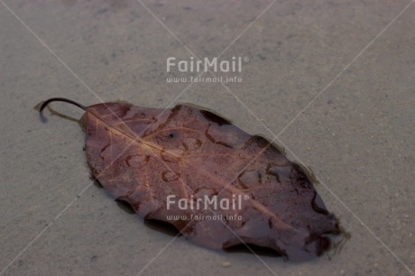 Fair Trade Photo Autumn, Colour image, Condolence-Sympathy, Horizontal, Leaf, Peru, Seasons, South America, Water, Waterdrop