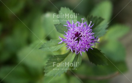 Fair Trade Photo Closeup, Colour image, Flower, Green, Horizontal, Peru, Purple, Shooting style, South America
