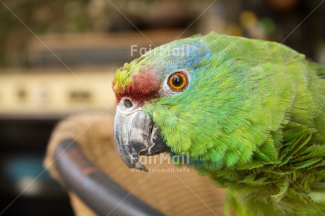 Fair Trade Photo Animals, Bird, Closeup, Colour image, Green, Horizontal, Parrot, Peru, Shooting style, South America