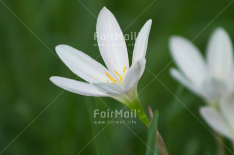 Fair Trade Photo Closeup, Colour image, Flower, Horizontal, Peru, Shooting style, South America, White, Yellow