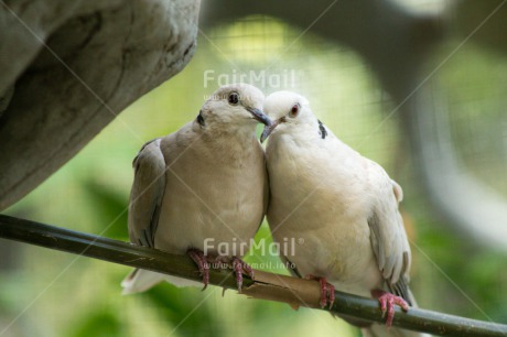 Fair Trade Photo Animals, Bird, Colour image, Dove, Horizontal, Love, Marriage, Peru, South America, Together, Wedding