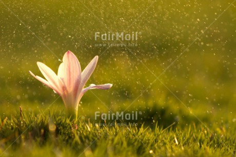 Fair Trade Photo Artistique, Colour image, Dreaming, Flower, Horizontal, Peru, Soapbubble, South America, Summer, Transparent